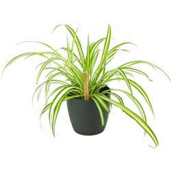ZynesFlora - Chlorophytum in Antracieten Sierpot - Graslelie - Kamerplant in pot - Ø 12 cm - Hoogte: 25 - 30 cm - Luchtzuiverend