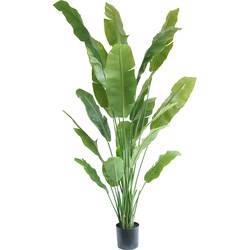 Kunstplant Strelitzia Nicolai 210 cm