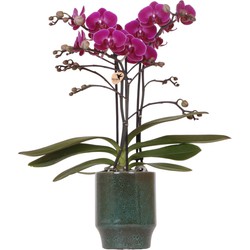 Kolibri Orchids | Paarse phalaenopsis orchidee - Morelia Classy green- potmaat Ø9cm | bloeiende kamerplant - vers van de kweker