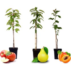 Fruitbomen - mix van 3 - appel, peer, abrikoos - ⌀9cm - hoogte 60-70cm