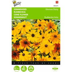 2 stuks - Samen Rudbeckia Sonnenblume Gloriosa Gänseblümchen - Buzzy