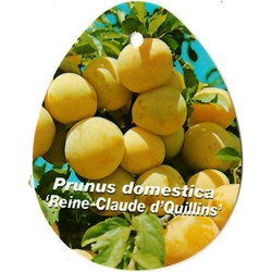 Prunus Domestica Reine Claude d Quillins