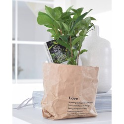 2x Theeplant in paperbag