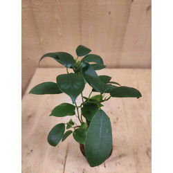 Bonsai Ficus Klein kamerplant