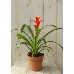 Bromelia rood/geel 30 cm - Warentuin Natuurlijk