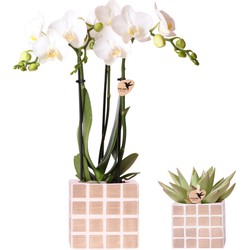 Kolibri Orchids | Set van witte orchidee Amabilis en succulent in Mosa sierpotten bruin - potmaat Ø9cm & Ø6cm | bloeiende kamerplant - vers van de kweker