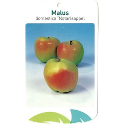 Malus Domestica Notarisappel