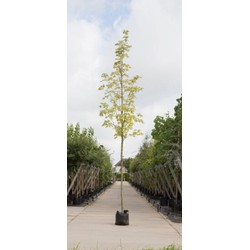 Bontbladige Noorse Esdoorn Acer pl. Drummondii h 350 cm st. omtrek 12 cm