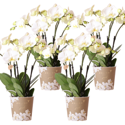 Kolibri Orchids | COMBI DEAL van 4 witte orchideeën - Ghent - potmaat Ø12cm | bloeiende kamerplant - vers van de kweker