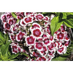 Dianthus barb. 'Dart Red White Picotee'