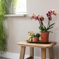 Kolibri Home | Retro terracotta bloempot - terracotta kleurige keramieken sierpot - Ø6cm