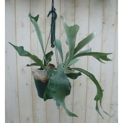 Hangplant Hertshoornvaren