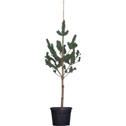 Grove Den Pinus sylvestris 212,5 cm - Warentuin Natuurlijk
