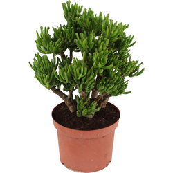 Jadeplant - Crassula ovata 'Hobbit' - Hoogte 45-50cm - ⌀23cm