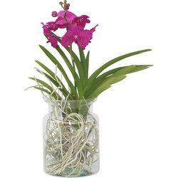 Creme-wit Orchidee - Vanda 'Cerise' - Hoogte 40-50cm - ⌀14cm