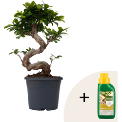 Chinese vijg - Ficus microcarpa 'ginseng' - Hoogte 55-65cm - ⌀20cm