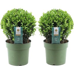 Ilex crenata 'Japanse Hulst' bolvorm - Set van 2 - ⌀17cm - Hoogte 30-40 cm