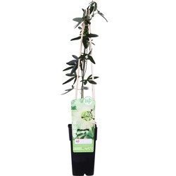 Hello Plants Passiflora Caerulea Constance Elliot Passiebloem - Klimplant - Ø 15 cm - Hoogte: 65 cm