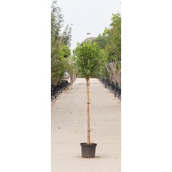 2 stuks! Bol sierkers Prunus em. Umbraculifera h 155 cm st. omtrek 6 cm st. h 120 cm boom