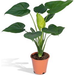 Hello Plants Alocasia Cucullata Olifantsoor - Ø 19 cm - 55 cm