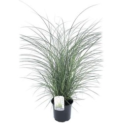 Miscanthus sinensis 'Kleine Silberspinne' - Pot 23cm - Hoogte 20-30cm