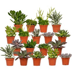 Hello Plants Vetplanten Succulenten Mix - 18 Stuks - Ø 8,5 cm Pot - Hoogte: 8.5 cm