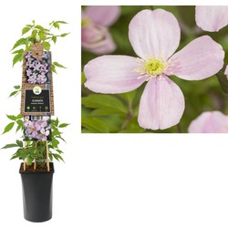 3 stuks - Klimplant Clematis montana Rubens 75 cm