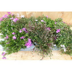 kruipphlox vlambloem 6 potjes per tray kleur mix