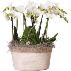 Kolibri Orchids | Complete plantenset in Reed Dish wit | Groene planten met witte Phalaenopsis orchideeën en Rhipsalis in rieten schaal Ø30cm