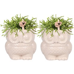 Kolibri Company - Planten set Owl sierpot nudekleurig | Set met groene planten Rhipsalis Ø9cm  | incl. nudekleurige keramieken sierpotten