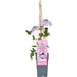 Hello Plants Clematis Nelly Moser Bosrank - Klimplant - Ø 15 cm - Hoogte: 65 cm