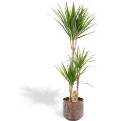 Hello Plants XXL Dracaena Marginata Drakenbloedboom - Ø 21 cm Pot Bruin - Hoogte: 120 cm - Palm Kamerpalm