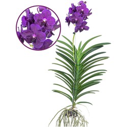 Vanda Velvet Blackberry - Bloeiende Orchidee - Hoogte 80-90cm