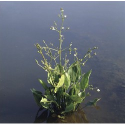 Waterweegbree Alisma platago-aquatica P9 - Moerings