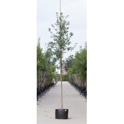 Zomereik Quercus robur h 350 cm st. omtrek 12 cm - Warentuin Natuurlijk