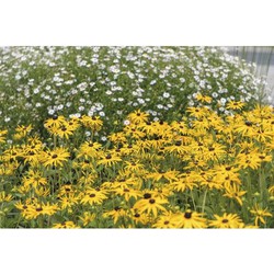 Rudbeckia fulgida 'American Gold Rush' - Griffioen