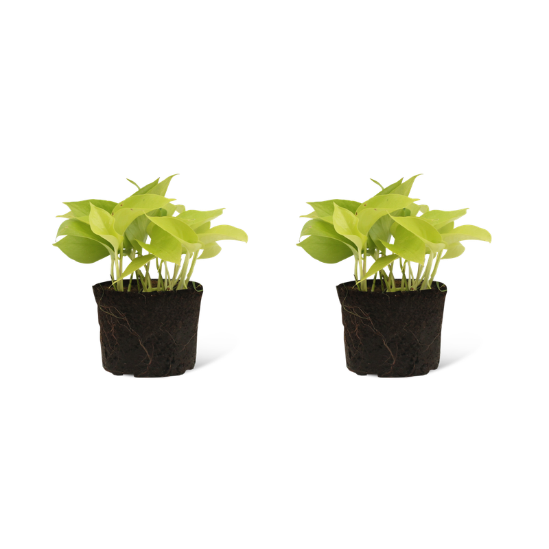 We Love Plants - Epipremnum Golden Pothos - 4 stuks - 10 cm hoog - Scindapsus - 