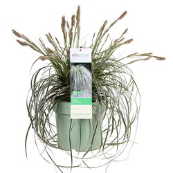 Hello Plants Carex Feather Falls Zegge - Siergras - Ø 23 cm - Hoogte: 60 cm