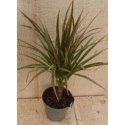 Drakenbloedboom Dracaena Marginata Smal Blad Roze 30 cm - Warentuin Natuurlijk