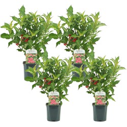 Weigela Red Prince - Set van 4 - Pot 17cm - Hoogte 25-40cm - struik/heester