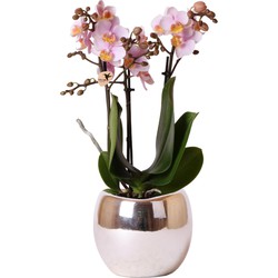 Kolibri Orchids | roze Phalaenopsis orchidee - Andorra + Bowl sierpot zilver - potmaat Ø9cm - 40cm hoog | bloeiende kamerplant - vers van de kweker
