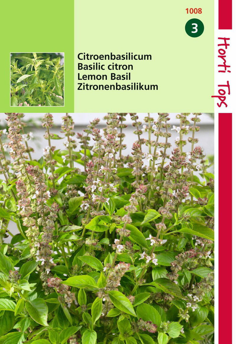 2 stuks - Basilicum Citroensmaak Lemon Basil Kemangi - 