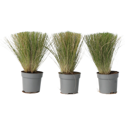 Vedergras - Set van 3 - Stipa tenuifolia 'Pony Tails' - Hoogte 20-30cm - ⌀9cm