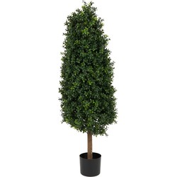 Buxus kunstpiramide Romeinse stijl UV 120cm