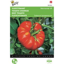 2 stuks - Tomaten Marmande Vleestomaat - Buzzy