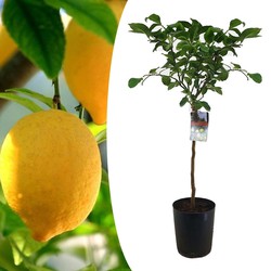 Citrus Limon XL stam - Citroenboom - Pot 19cm - Hoogte 100-120cm
