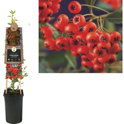 3 stuks - Klimplant Pyracantha c. Red Column 75 cm