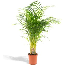 Hello Plants XXL Areca Palm Goudpalm - Ø 24 cm Pot - Hoogte: 130 cm