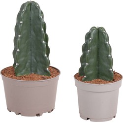 Cereus jamacaru - Mix van 2 - 'Cuddly' cactus - Pot 18/12cm - Hoogte 25-35cm