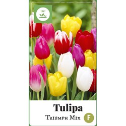 2 stuks - Tulipa Triumph mix 40 bollen